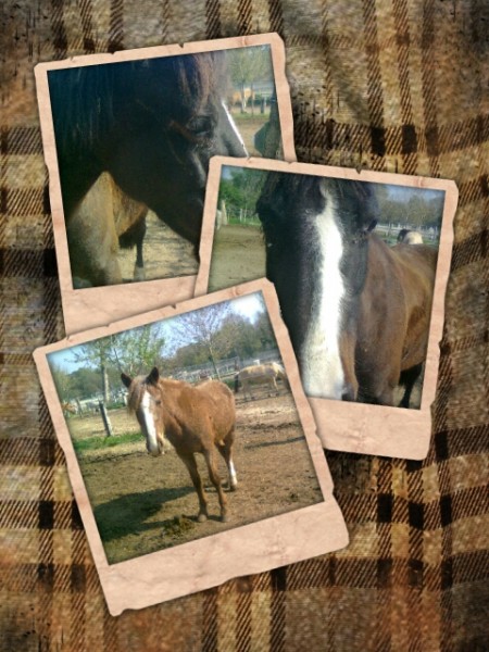 Trois chevaux en parc!