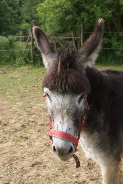 Carlos a six ans ce 15/06