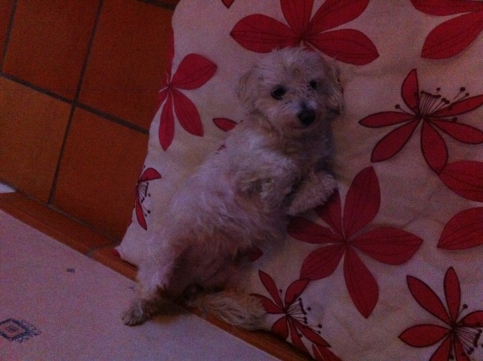 Ma chienne 