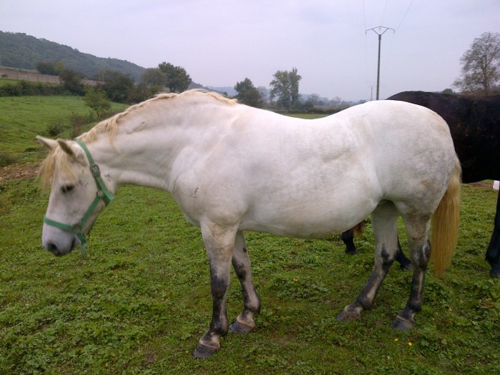 Perline, xCamargue de 10ans