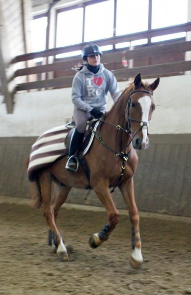 couvre reins horseware ray� marron