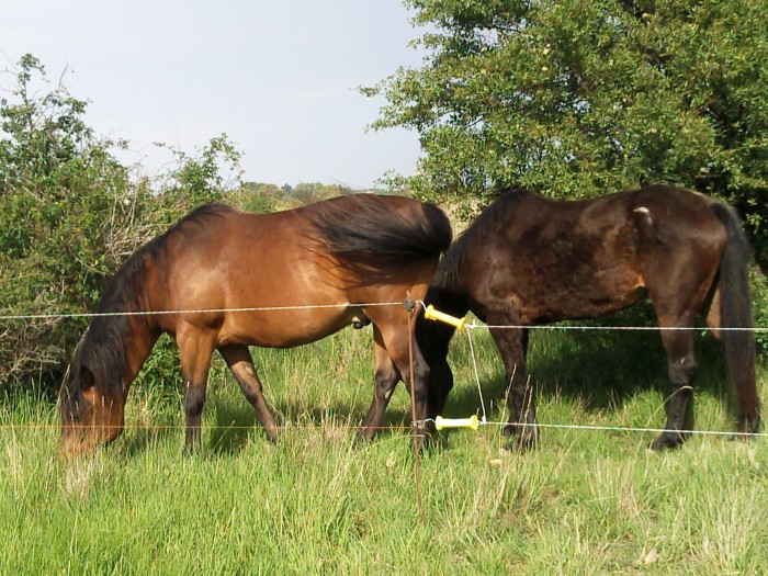 Jorak et sa maman Orphe