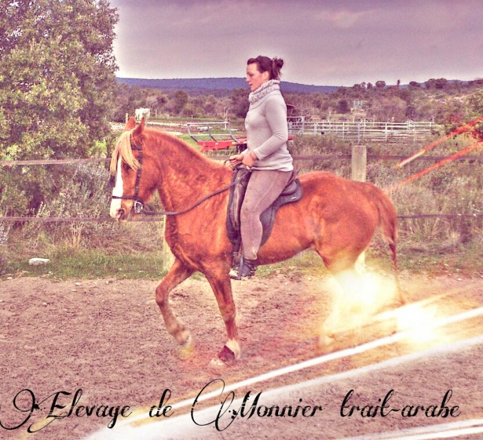 2013 jument que je dresse en doma vaquera simple defis