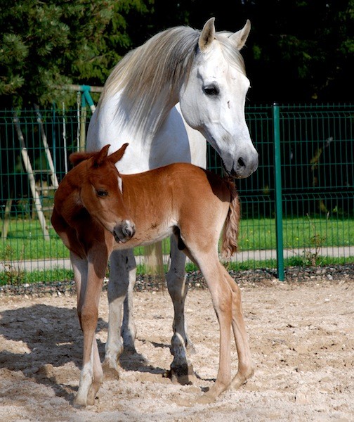 Iman du Grou et Cyrus