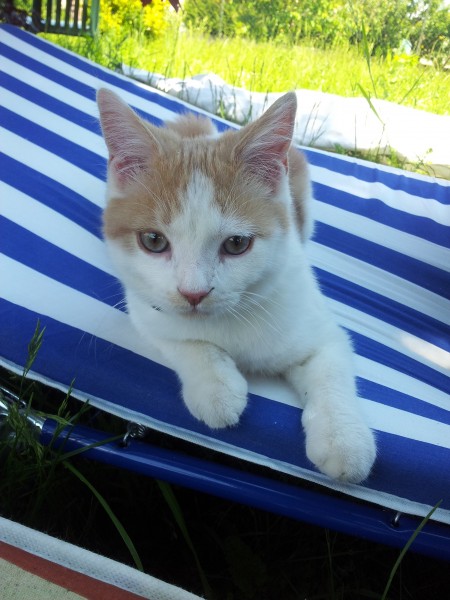 elite singel chat.eros elite singel chat.eros