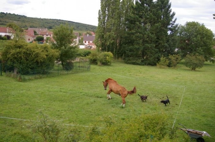 Boy qui joue avec les chiennes 