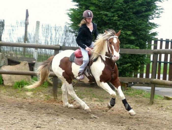 Ortega, cheval de voltige. &#9825;