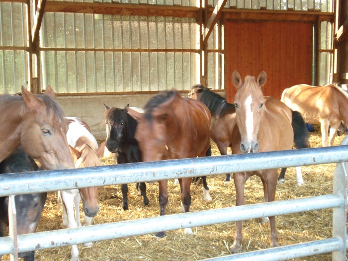 les poneys du groupes galop  1/2