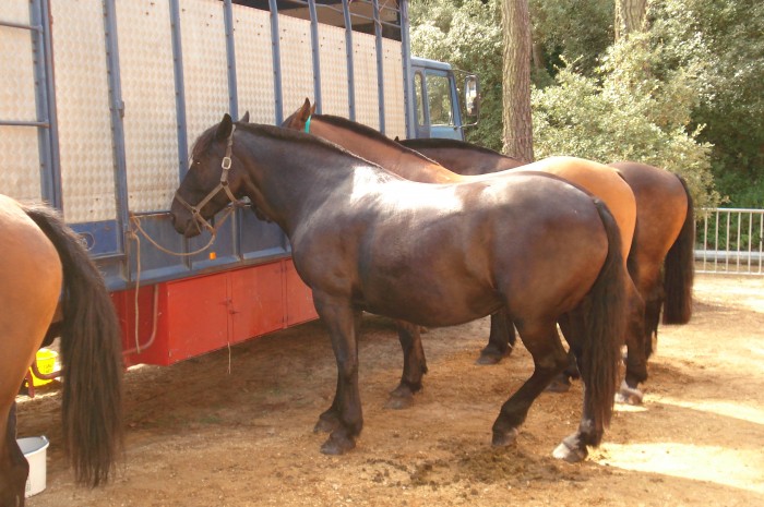 le cheval noir s'appelle Apollo