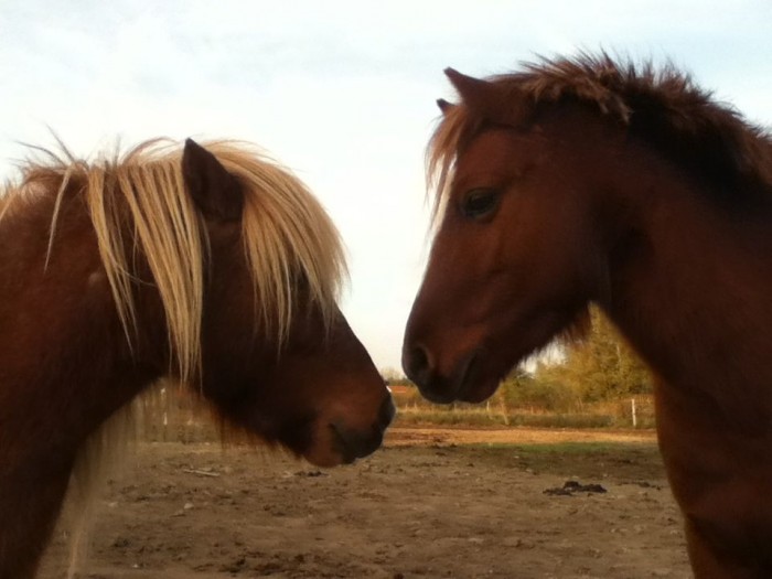 Les Deux Choupinous