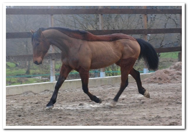 un trot confortable que sans les trier