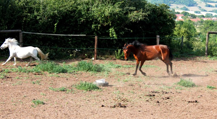 ce poney a eu le malheur d'entrer dans son paddock au moment de la ration. Sauve qui peut!!! 