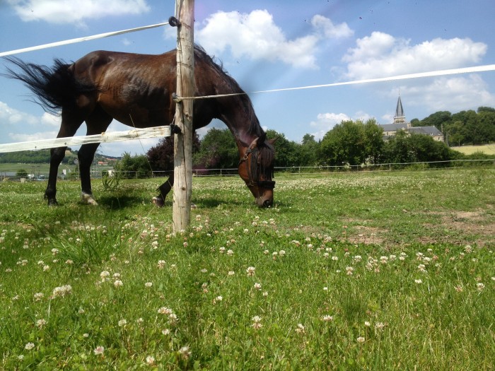 Othello au paddock.