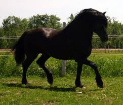 Voila Princesse ma Frisone vois devrai la voir en action elle est suberbe pour le dressage