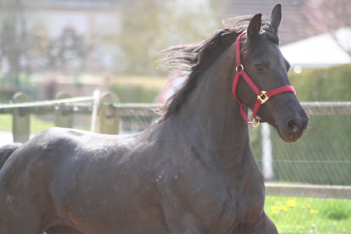 Ebne, Frison 4ans