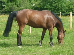 Paddocks en herbe