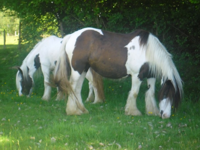 Gentle breeze et yumni