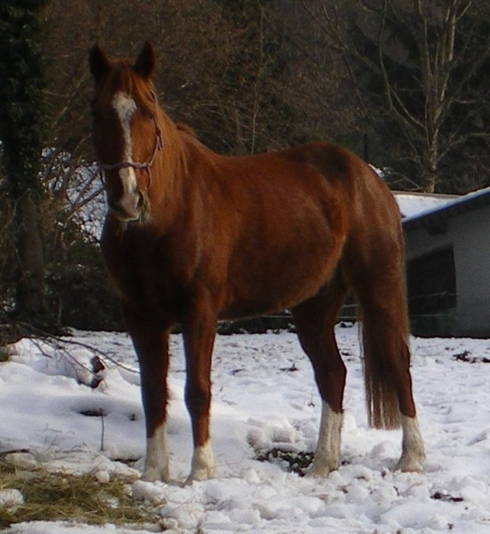 Legend croise Arabe troteur  12 ans