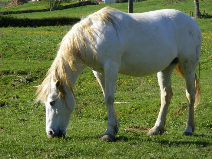 Karmen de Pernes, Camargue de 15ans