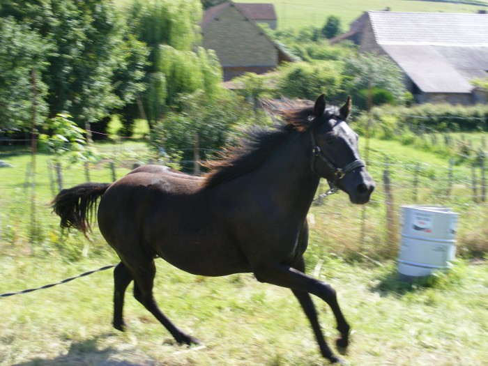 Cheyenne de Vaux, Appaloosa x Pie noir de 18 mois