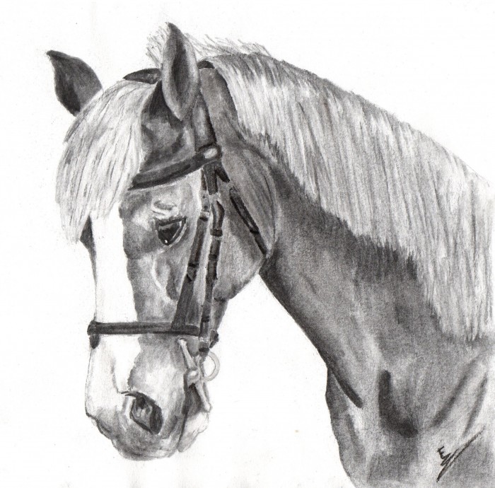 Dessin Cheval Qui Se Cabre Coloriage Cheval Cabr Imprimer TGTOEC