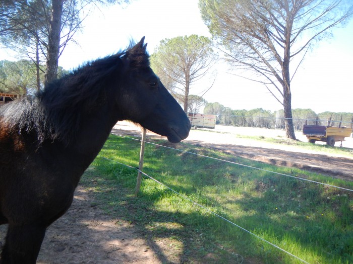 Il restera celui qui m'a montr que l'on peut avoir une relation avec un cheval sans "grand" moyen! 