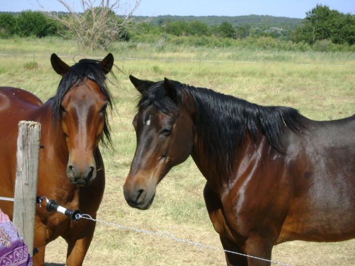 Jorak et Orphe 2009