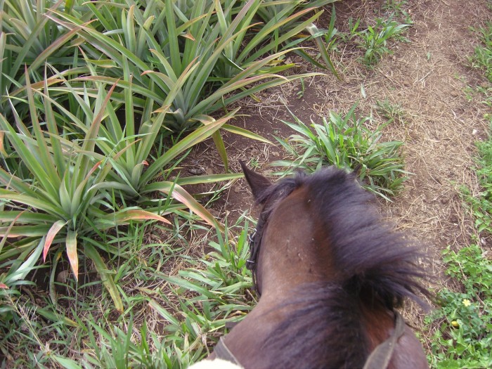 Bichon la t�te dans les ananas (Moorea)