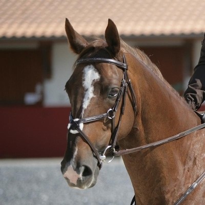 FILET MUSEROLLE CROISE, TAILLE COB, AVEC RENES,(mors 125 si vous avez)