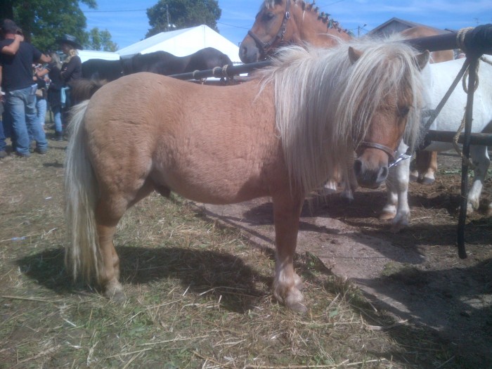 poney vol