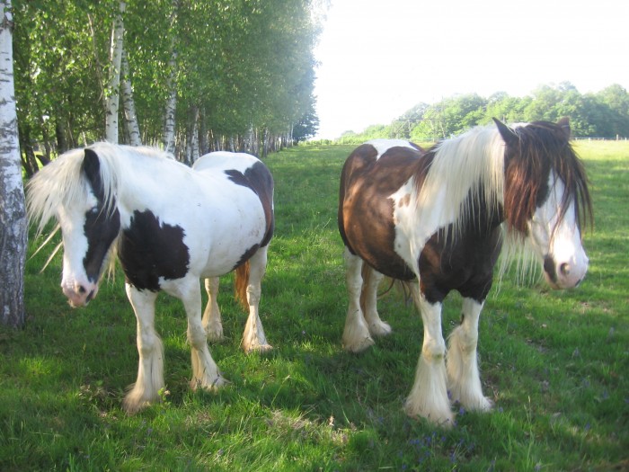 Gentle breeze et yumni