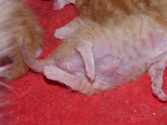 Chaton De 5 Jour Avec Des Pattes Bizard Chaton De 5 Jour Avec Des Pattes Bizard