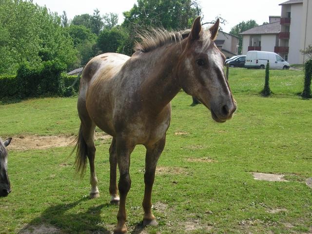 mon appaloosa