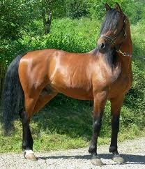 le plus beau cheval du monde