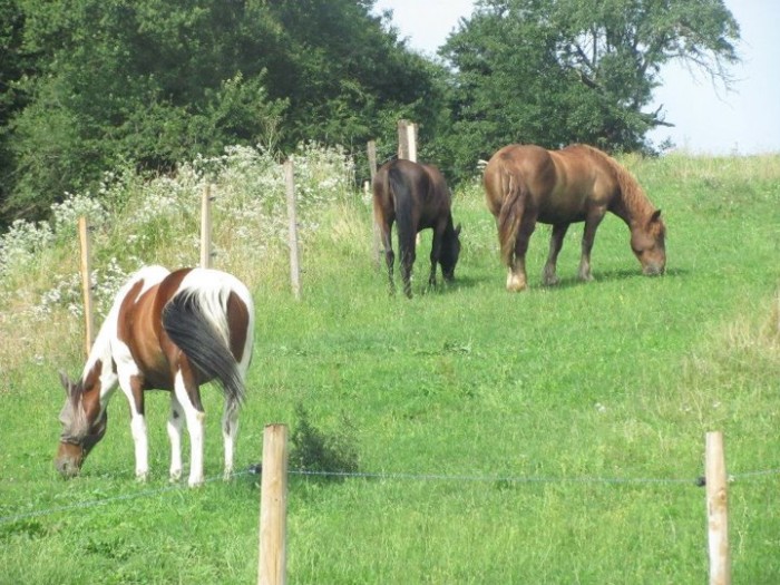 Il resteras pour toujours, mon cheval chri .. <3