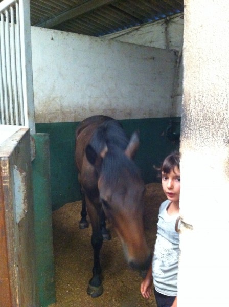 Mon amour mon cheval de 3 ans que j aime 