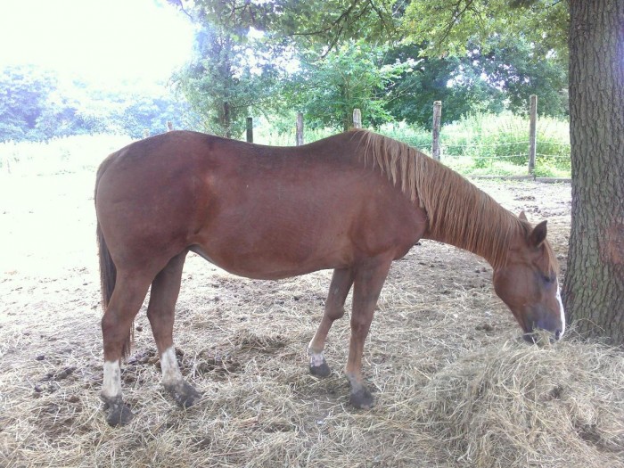 Ryan's Princess, jument quarter-horse