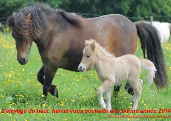 utopie du haut hamel et Dune du haut hamel