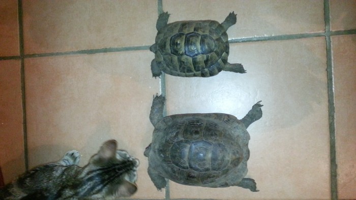 Franklin et Frankline