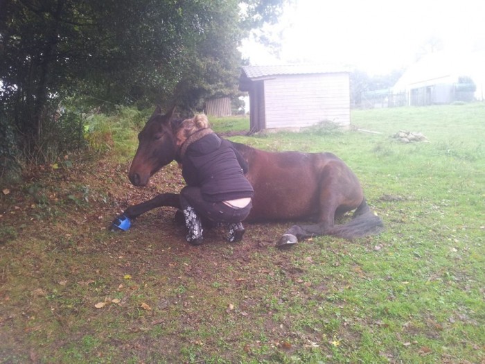 TIPOLINO , trotteur francais 6 ans 