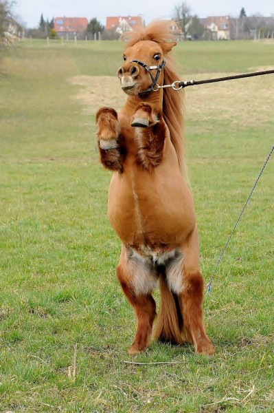 MON SHETLAND DE CIRQUE 