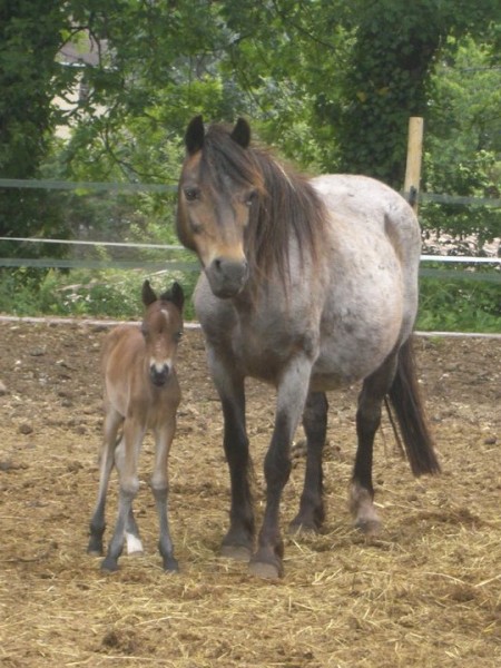 lucky star et Balile