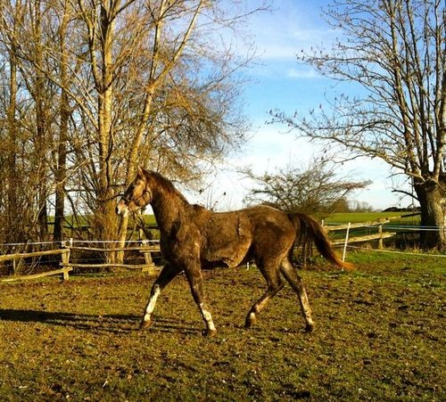 Blesk de Mesenguy - 2 ans  