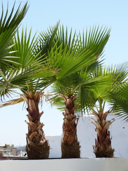 palmiers rabat
