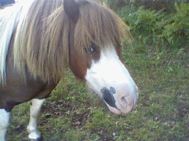 poney, tu me manque tellement <3 <3