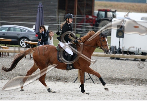 Guepard juillet 2013