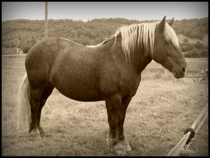 chevalevasion.blogspot.fr : dcouvrez un dossier spcial sur l'utilisation des chevaux dans le temps