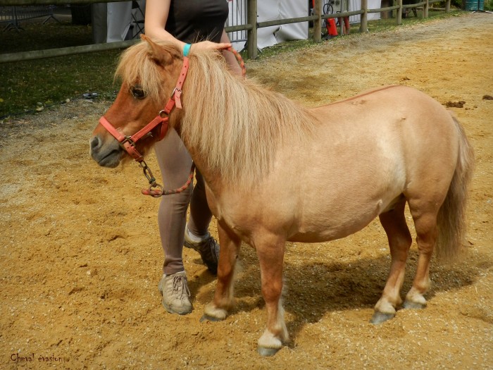 chevalevasion.blogspot.fr : le poney shetland, l'ami des enfants