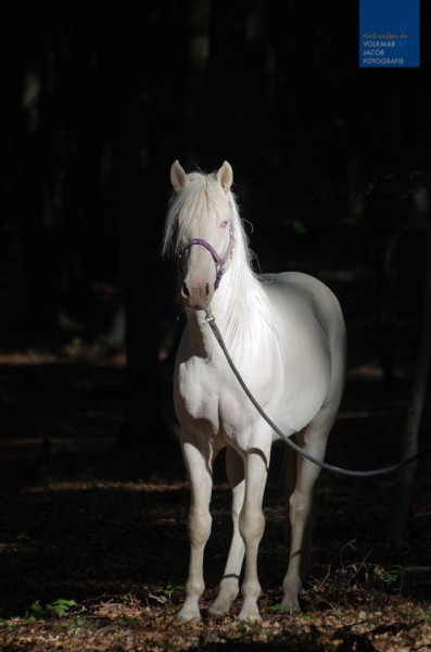 chevaux Creme origin Barb