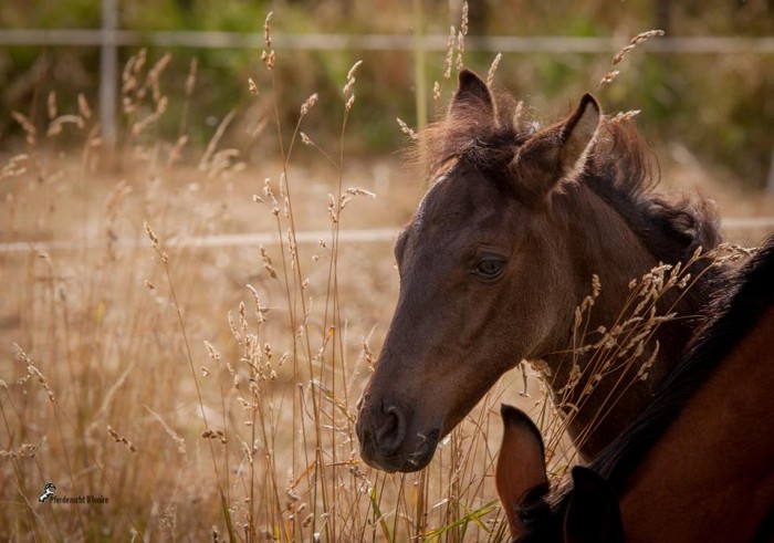 tete arabe-barb smoky black
